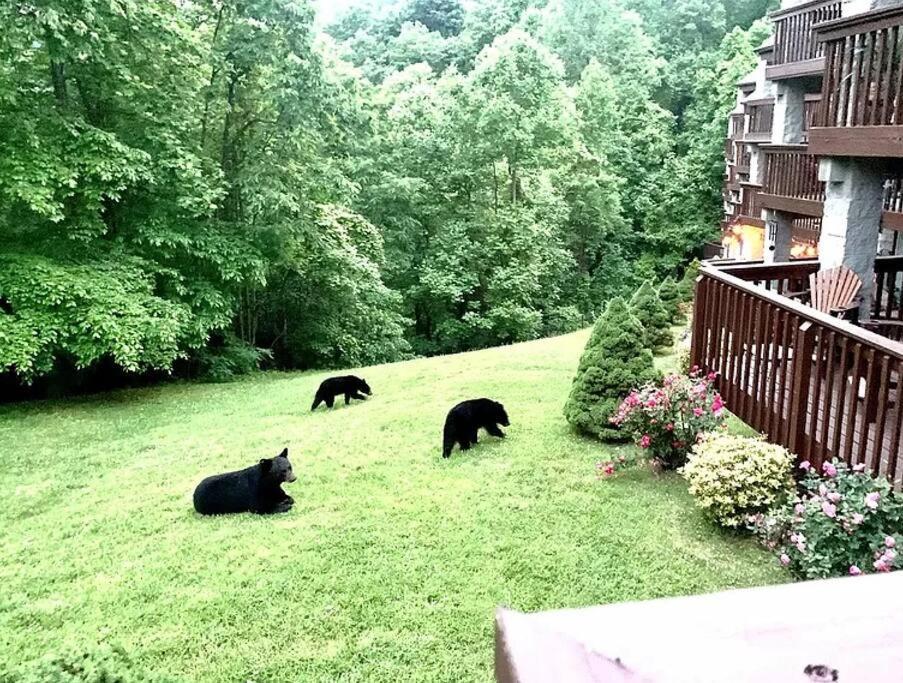 Views & Fireplace - Minutes To Gburg And Ober - Condo Gatlinburg Esterno foto